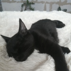 ����: ������� �����  ������� ��� ������� � �. �������