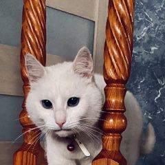 Подробнее об объявлении «Пропал кот Бобруйск» Фото: пропала кошка  «Пропал кот Бобруйск» в г. Бобруйск