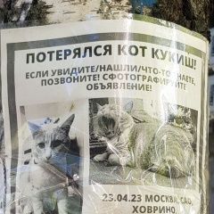 Подробнее об объявлении «Пропал кот Москва» Фото: пропала кошка  «Пропал кот Москва» в г. Москва