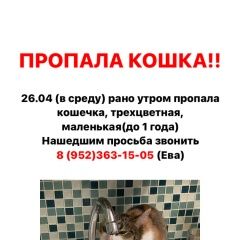 Подробнее об объявлении «Пропала кошка Санкт-Петербург» Фото: пропала кошка  «Пропала кошка Санкт-Петербург» в г. Санкт-Петербург