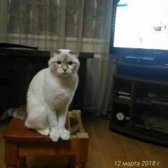 Подробнее об объявлении «Пропала кошка Люберцы» Фото: пропала кошка  «Пропала кошка Люберцы» в г. Люберцы