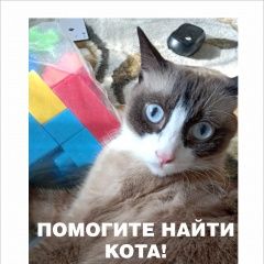 Подробнее об объявлении «Пропал кот Бийск» Фото: пропала кошка  «Пропал кот Бийск» в г. Бийск