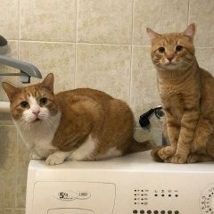 Подробнее об объявлении «Пропал кот и 2 кота Москва» Фото: пропала кошка  «Пропал кот и 2 кота Москва» в г. Москва