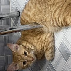 Подробнее об объявлении «Пропал кот. рыжий Алушта» Фото: пропала кошка  «Пропал кот. рыжий Алушта» в г. Алушта