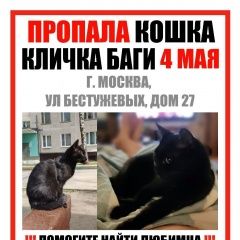 Подробнее об объявлении «Пропала кошка Москва» Фото: пропала кошка  «Пропала кошка Москва» в г. Москва
