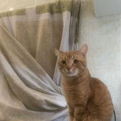 Подробнее об объявлении «Пропал кот на 1-й дубровской Москва» Фото: пропала кошка  «Пропал кот на 1-й дубровской Москва» в г. Москва