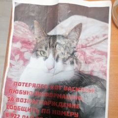 Картинка пропала кошка В городе Новороссийск запропастился коте. Новороссийск