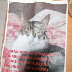 Подробнее об объявлении «Пропал кот Новороссийск» Фото: пропала кошка  «Пропал кот Новороссийск» в г. Новороссийск