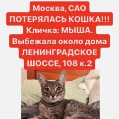 Подробнее об объявлении «Пропала кошка, сао, метро беломо Москва» Фото: пропала кошка  «Пропала кошка, сао, метро беломо Москва» в г. Москва