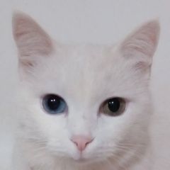 Подробнее об объявлении «Пропала кошка Кинешма» Фото: пропала кошка  «Пропала кошка Кинешма» в г. Кинешма