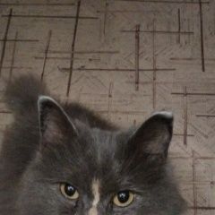 Подробнее об объявлении «Пропала кошка Комсомольск-на-Амуре» Фото: пропала кошка  «Пропала кошка Комсомольск-на-Амуре» в г. Комсомольск-на-Амуре