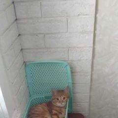 Подробнее об объявлении «Пропал кот рыжий кот Уфа» Фото: пропала кошка  «Пропал кот рыжий кот Уфа» в г. Уфа