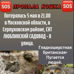 Подробнее об объявлении «Пропала кошка Серпухов» Фото: пропала кошка  «Пропала кошка Серпухов» в г. Серпухов