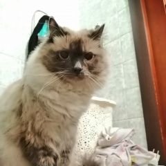 Подробнее об объявлении «Пропал кот Тула» Фото: пропала кошка Невская маскарадная «Пропал кот Тула» в г. Тула