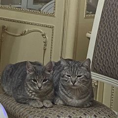 Подробнее об объявлении «Пропал кот арчи Саратов» Фото: пропала кошка  «Пропал кот арчи Саратов» в г. Саратов