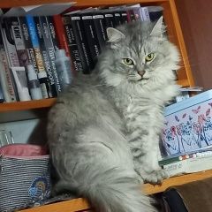 Подробнее об объявлении «Пропала кошка Гусь Хрустальный» Фото: пропала кошка  «Пропала кошка Гусь Хрустальный» в г. Гусь Хрустальный