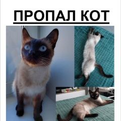 Подробнее об объявлении «Пропал кот друг тайский кот Хабаровск» Фото: пропала кошка Тайская кошка «Пропал кот друг тайский кот Хабаровск» в г. Хабаровск