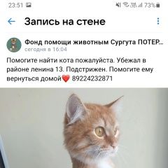 Подробнее об объявлении «Сургут Пропал кот» Фото: пропала кошка  «Сургут Пропал кот» в г. Сургут