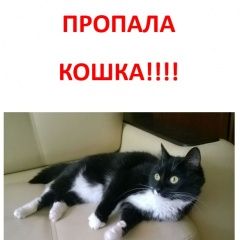 Подробнее об объявлении «Пропала кошка в ошейнике с адресником Москва» Фото: пропала кошка  «Пропала кошка в ошейнике с адресником Москва» в г. Москва