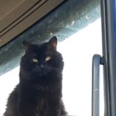Подробнее об объявлении «Пропал кот в пос авангард Алексин» Фото: пропала кошка  «Пропал кот в пос авангард Алексин» в г. Алексин