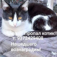Подробнее об объявлении «Пропал котик 6 мая, на ул зеленой 66а Саратов» Фото: пропала кошка  «Пропал котик 6 мая, на ул зеленой 66а Саратов» в г. Саратов