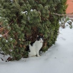 Подробнее об объявлении «Пропал кот марсик Одинцово» Фото: пропала кошка  «Пропал кот марсик Одинцово» в г. Одинцово