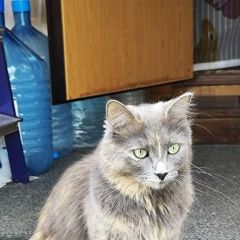 Подробнее об объявлении «Пропала кошка. пражская Москва» Фото: пропала кошка  «Пропала кошка. пражская Москва» в г. Москва