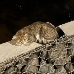 Подробнее об объявлении «Красногорск Пропал кот унесли кота» Фото: пропала кошка  «Красногорск Пропал кот унесли кота» в г. Красногорск