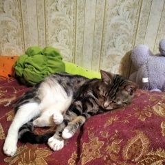 Подробнее об объявлении «Пропал кот Домодедово» Фото: пропала кошка  «Пропал кот Домодедово» в г. Домодедово
