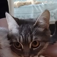 Подробнее об объявлении «Пропала кошка милая Волгоград» Фото: пропала кошка  «Пропала кошка милая Волгоград» в г. Волгоград