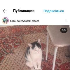 Подробнее об объявлении «Пропала кошка. Астана Акмолинская обл. (Целиноградская обл.)» Фото: пропала кошка  «Пропала кошка. Астана Акмолинская обл....» в г. Астана Акмолинская обл. (Целиноградская обл.)