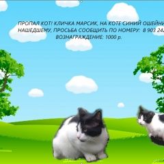 Подробнее об объявлении «Пропал кот помогите найти Одинцово» Фото: пропала кошка  «Пропал кот помогите найти Одинцово» в г. Одинцово