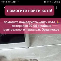 Подробнее об объявлении «Пропал кот персидский кот Ордынское» Фото: пропала кошка  «Пропал кот персидский кот Ордынское» в г. Ордынское