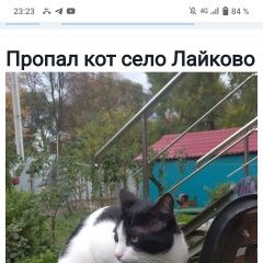 Подробнее об объявлении «Пропал кот помогите найти Одинцово» Фото: пропала кошка  «Пропал кот помогите найти Одинцово» в г. Одинцово