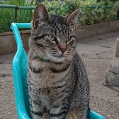 Подробнее об объявлении «Пропал кот Саки» Фото: пропала кошка  «Пропал кот Саки» в г. Саки