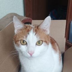 Подробнее об объявлении «Пропал кот Краснодар» Фото: пропала кошка  «Пропал кот Краснодар» в г. Краснодар