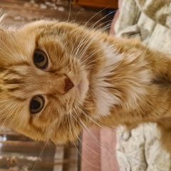 Подробнее об объявлении «Одинцово Пропал кот, рыжий -» Фото: пропала кошка  «Одинцово Пропал кот, рыжий -» в г. Одинцово