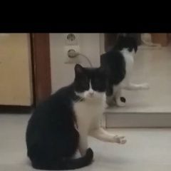 Подробнее об объявлении «Мытищи Пропала кошка» Фото: пропала кошка  «Мытищи Пропала кошка» в г. Мытищи