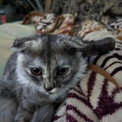 Подробнее об объявлении «Пропала кошка Ставрополь» Фото: пропала кошка  «Пропала кошка Ставрополь» в г. Ставрополь