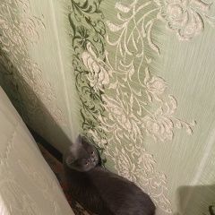 Подробнее об объявлении «Пропала кошка любимая кошка Каневская» Фото: пропала кошка Британская короткошерстная кошка «Пропала кошка любимая кошка Каневская» в г. Каневская