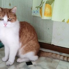 Подробнее об объявлении «Пропала кошка Санкт-Петербург» Фото: пропала кошка  «Пропала кошка Санкт-Петербург» в г. Санкт-Петербург