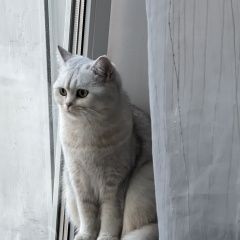 Подробнее об объявлении «Пропала кошка белая бритнская кошечка Санкт-Петербург» Фото: пропала кошка Британская короткошерстная кошка «Пропала кошка белая бритнская кошечка...» в г. Санкт-Петербург