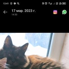 Подробнее об объявлении «Пропал кот Иглино» Фото: пропала кошка  «Пропал кот Иглино» в г. Иглино