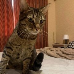Подробнее об объявлении «Пропал кот вознаграждение 5000 Краснодар» Фото: пропала кошка  «Пропал кот вознаграждение 5000 Краснодар» в г. Краснодар