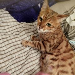 Подробнее об объявлении «Пропала кошка пожалуйста, помогите найти кошку Караганда» Фото: пропала кошка Бенгальская кошка «Пропала кошка пожалуйста, помогите найти кошку...» в г. Караганда