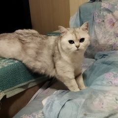 Подробнее об объявлении «Пропала кошка 1 годик, британская шиншилла Санкт-Петербург» Фото: пропала кошка  «Пропала кошка 1 годик, британская шиншилла...» в г. Санкт-Петербург
