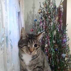 Подробнее об объявлении «Пропал кот Гатчина» Фото: пропала кошка  «Пропал кот Гатчина» в г. Гатчина