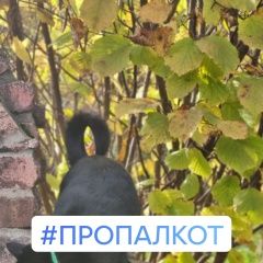 Подробнее об объявлении «Пропал кот помогите Москва» Фото: пропала кошка  «Пропал кот помогите Москва» в г. Москва