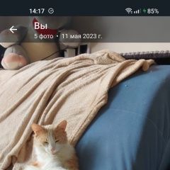 Картинка пропала кошка В городе Балашиха потерян котэ. Балашиха