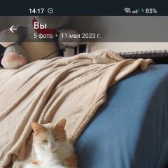Подробнее об объявлении «Пропал кот Балашиха» Фото: пропала кошка  «Пропал кот Балашиха» в г. Балашиха